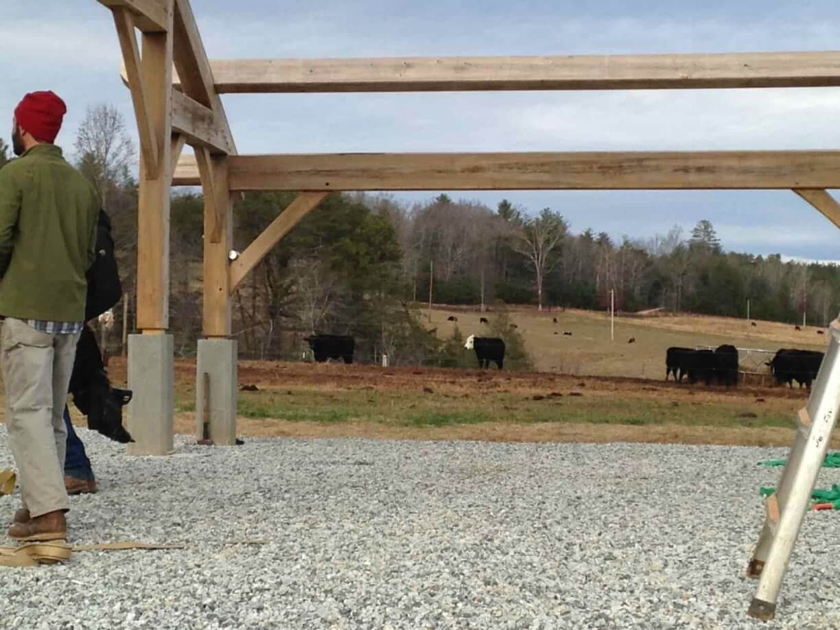 timber frame raising audience of cows