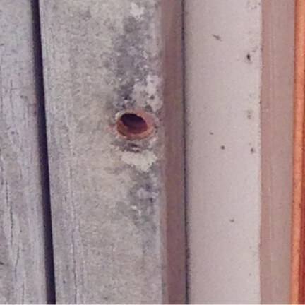 carpenter bee hole in wood