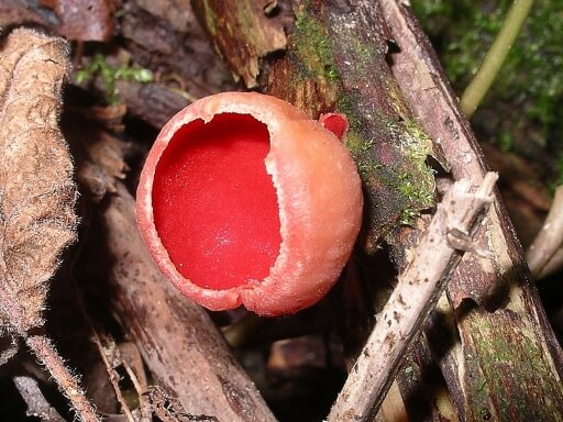 Scarlet_elf_cap fungi