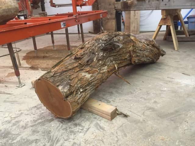 Osage orange log for brace