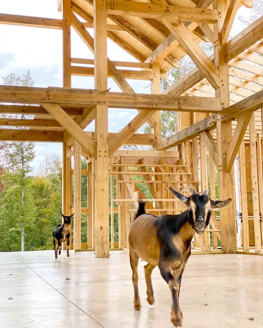goats checking out the timber frame
