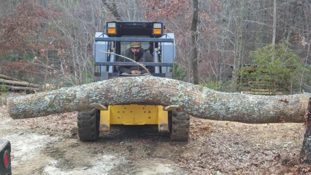 tree from site
